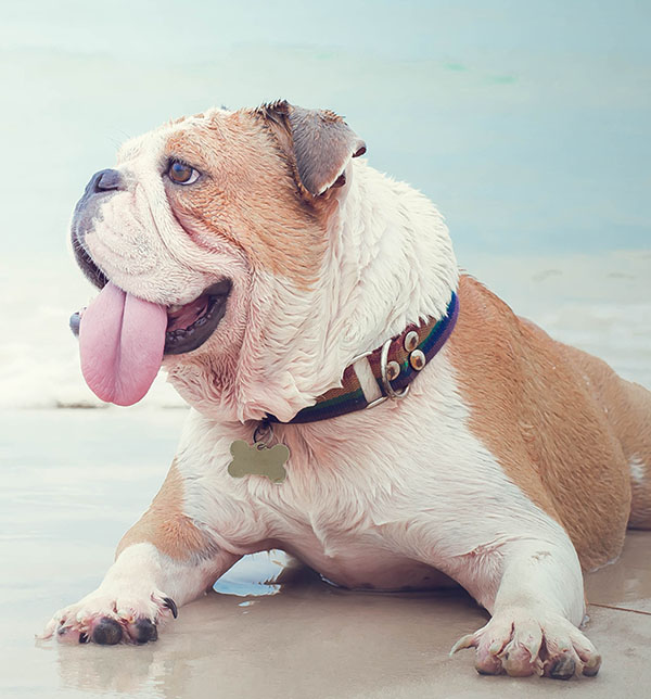 bulldog on beach
