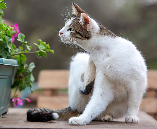 cat scratching next to a flower planter