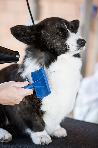 collie being brushed groomed