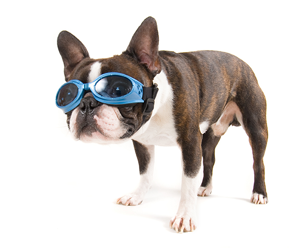 dog with goggles on copy